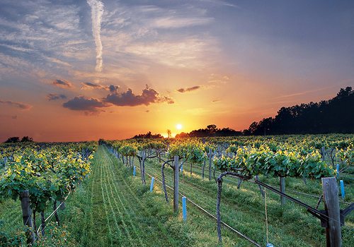 Vineyard in the Arkansas River Valley in Altus, Arkansas.