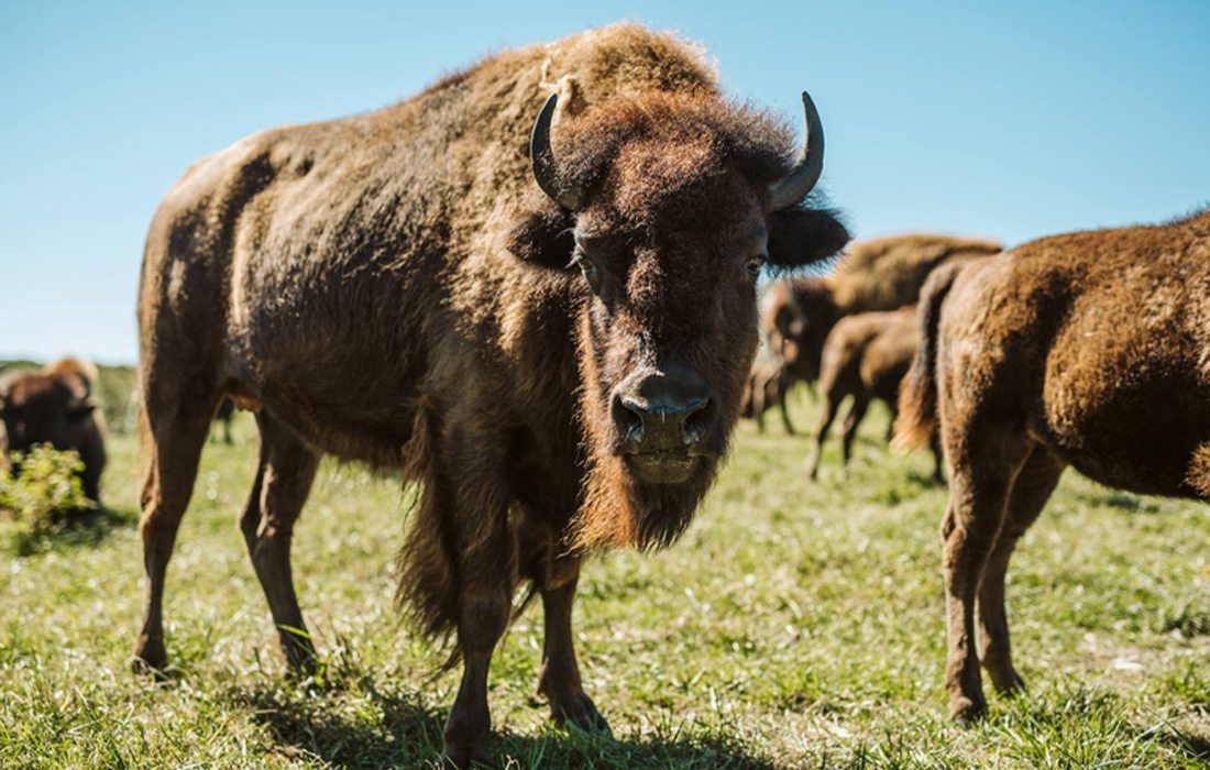 Wildlife at Dogwood Canyon Nature Park.