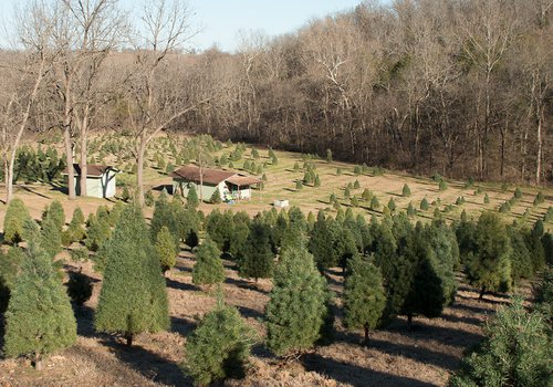 where to recycle your old christmas tree in springfield mo and southwest missouri