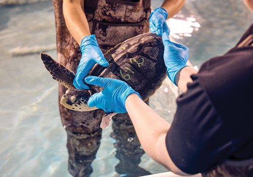 Rescuing Sea Turtles with Wonders of Wildlife