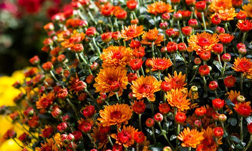 Fall perennials