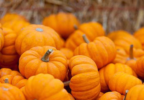 pile of pumpkins