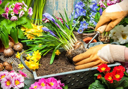 How to Build a Rain Garden