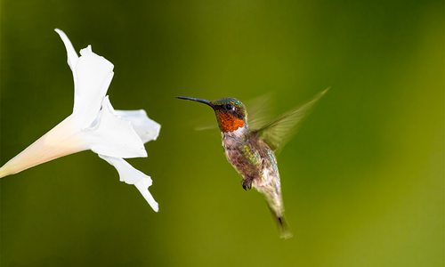 Attracting Hummingbirds