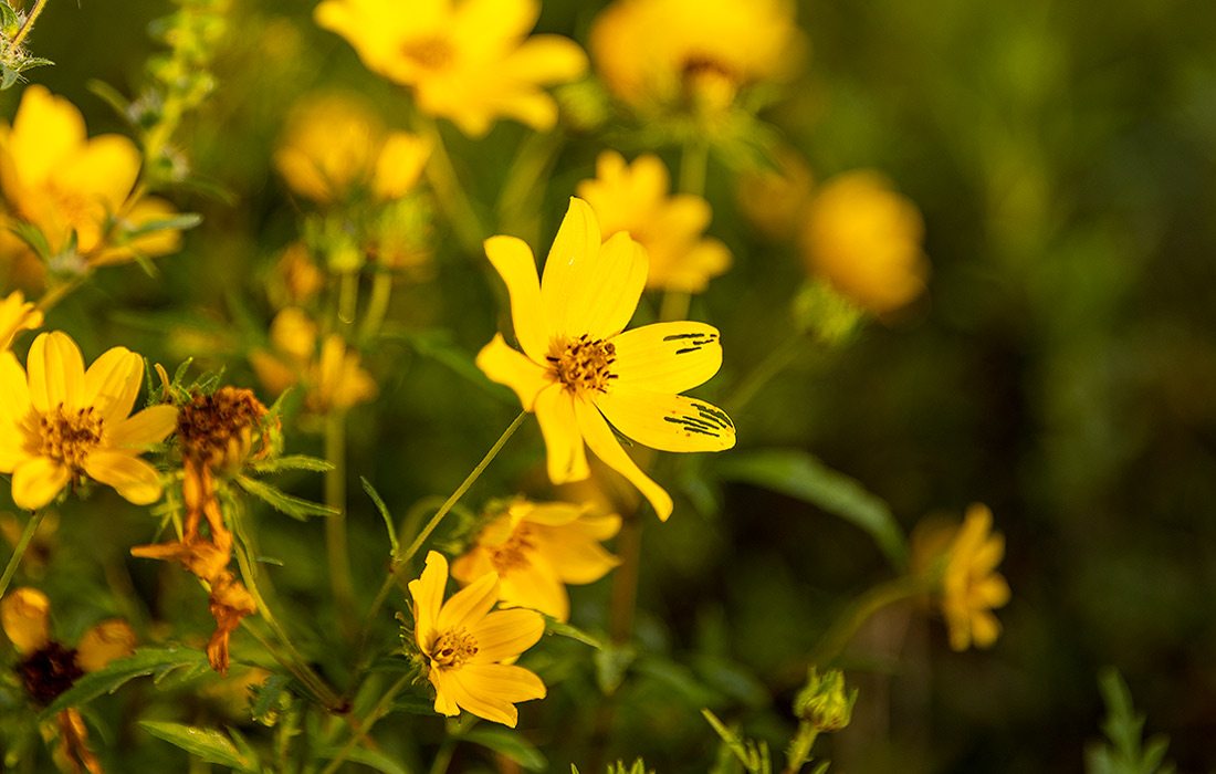 Flowers in Prairie State Park in southwest Missouri