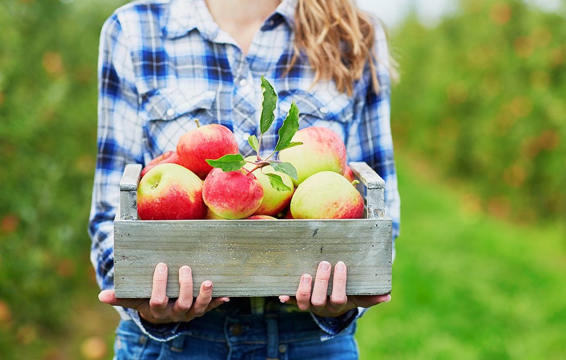 Young girl picking apples at an apple orchard