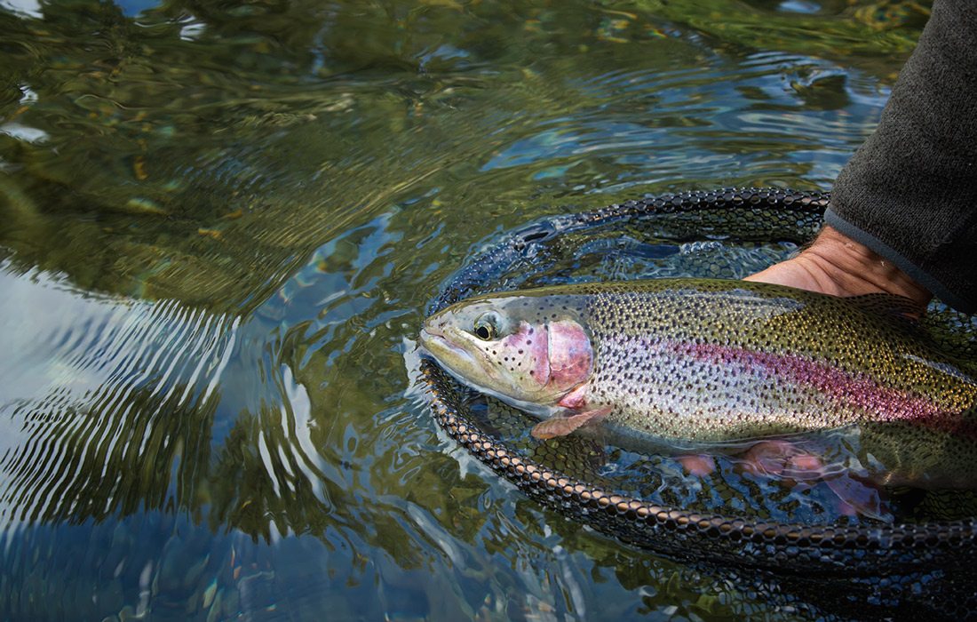 Fish being pulled from river, Bennett Spring State Park, Missouri