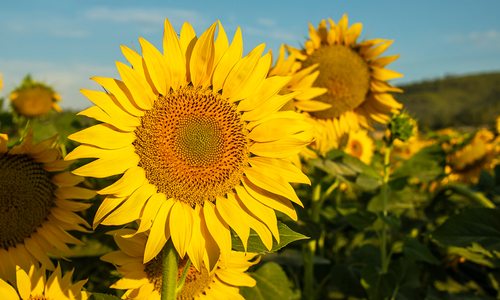 Sunflower stock photo
