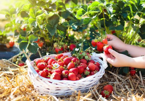 Where to Pick Strawberries in southwest MO